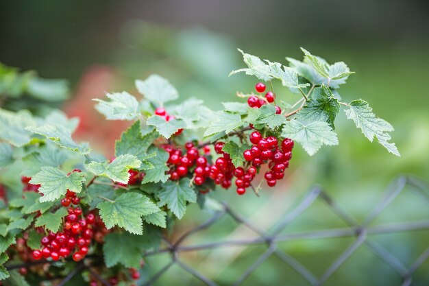 Foto bush y ramas con grosellas rojas en jardín.