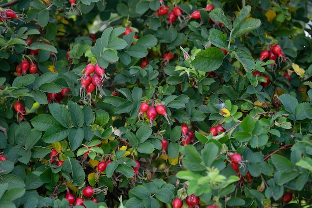 Bush de rosa mosqueta con frutos rojos maduros al aire libre en verano