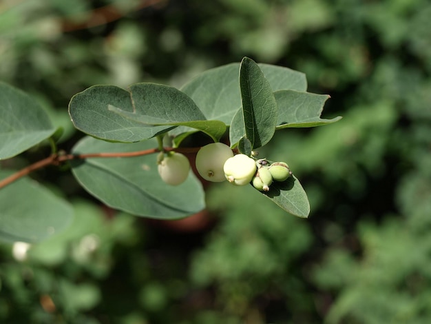 Bush snowberry grosella india Symphoricarpos con bayas