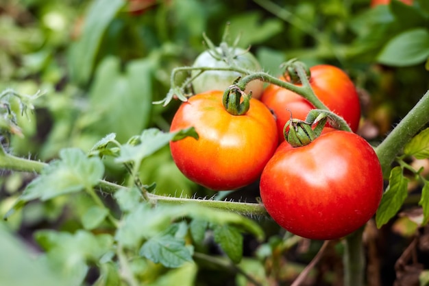 Bush con tomates rojos en el jardín