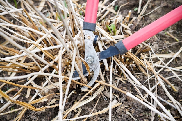 Bush Trimmen durch eine Gartenschere