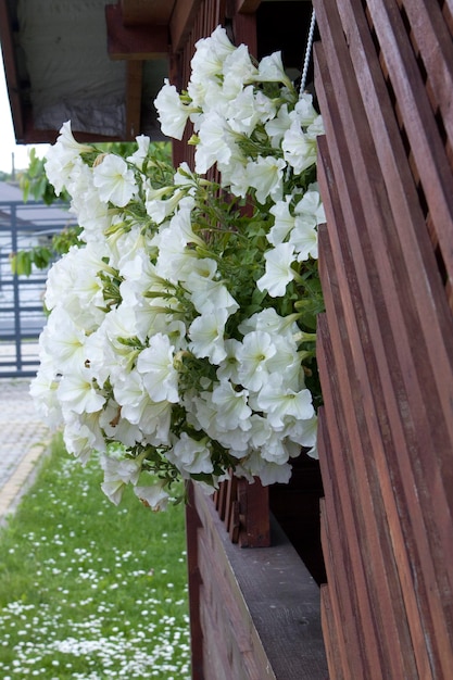 Bush von blühenden weißen Petunien auf verschwommenem Hintergrund Nahaufnahme Helle Petunienblumen hängen im Sommergarten