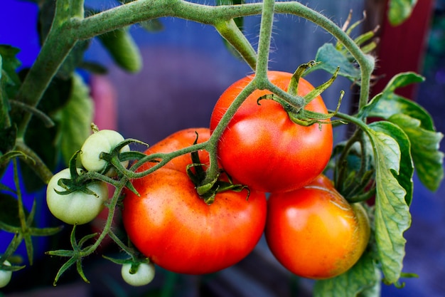 Bush von den reifen Tomaten, die im Garten wachsen