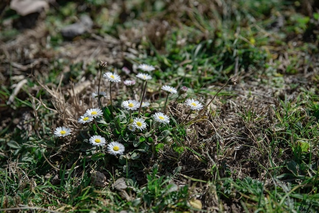 Bush von frischen wilden Gänseblümchen auf dem Rasen