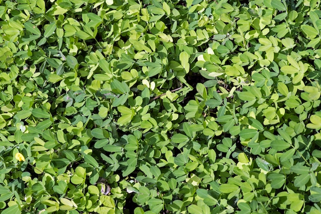 Bush von grünen Blättern gebildet