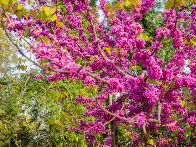 Bush von rosa Frühlingsblumen Schöne Natur Frühlingsblüte