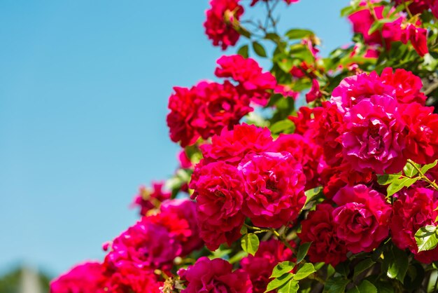 Bush von schönen Rosen in einem Garten auf dem Hintergrund des blauen Himmels