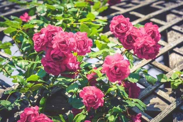 Bush von schönen Rosen in einem Garten Gefilterter Schuss