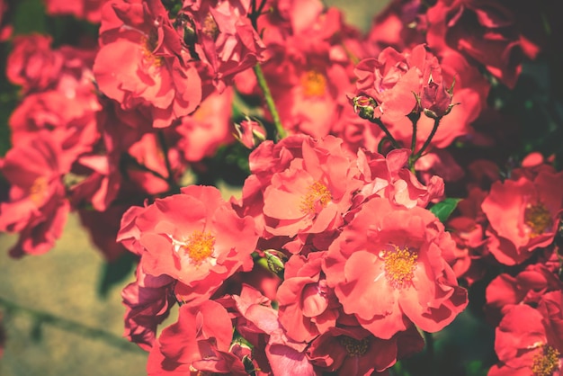 Bush von schönen Rosen in einem Garten Gefilterter Schuss