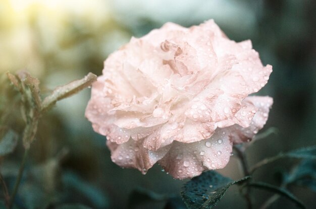 Bush von weißen Rosen in einem Garten Frische weiße Rosen