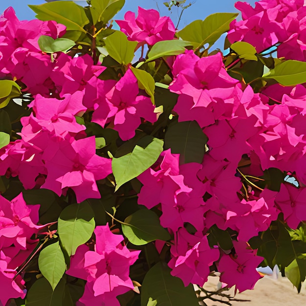 Foto a bush with pink flowers that say  bougainvillea
