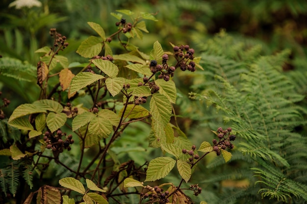 Bush de una zarzamora delicioud en el bosque