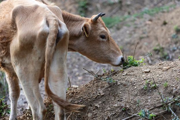 Busha züchtet kleine Shorthorned-Rinderkuh auf Freilandfarm