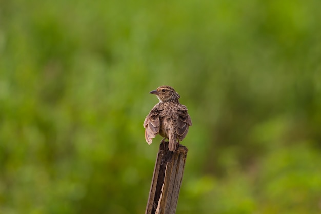 Bushlark Indochina (Mirafra erythrocephala)