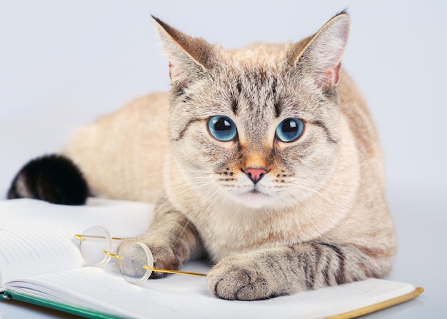 Business-Katze mit Buch und Brille