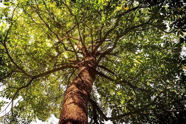 Busque la vista de los árboles tropicales del bosque. la naturaleza de madera verde fondos de la luz solar. color de tono vintage