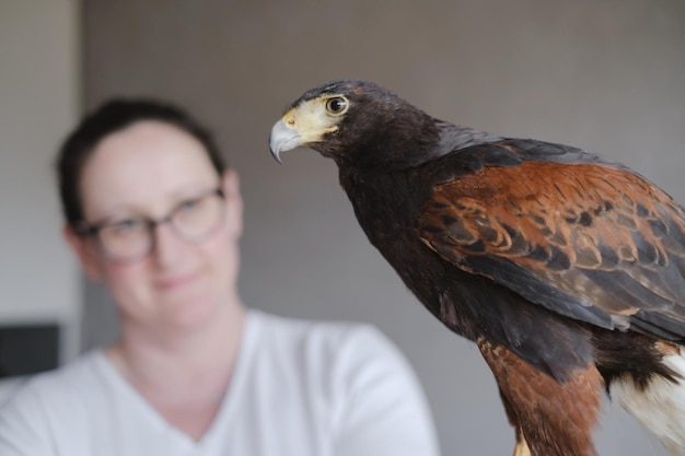 Bussard-Adlervogel über der Wand zu Hause mit Frau