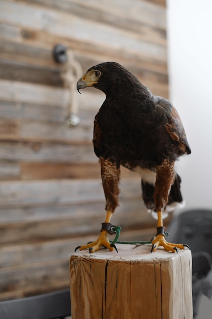 Bussard-Adlervogel über der Wand