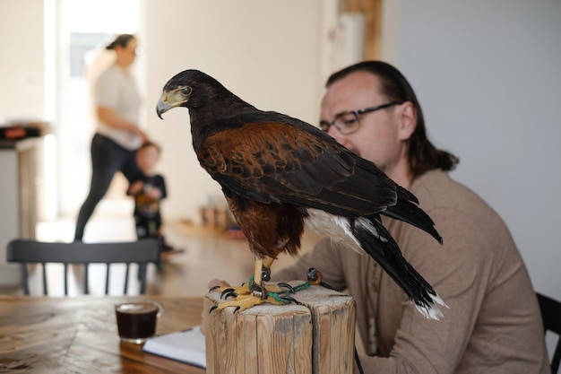 Bussardadlervogel im Haus mit Familie