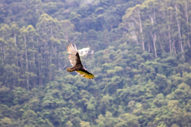 Bussardvogel fliegt in der Serra da Mantiqueira Sao Paulo