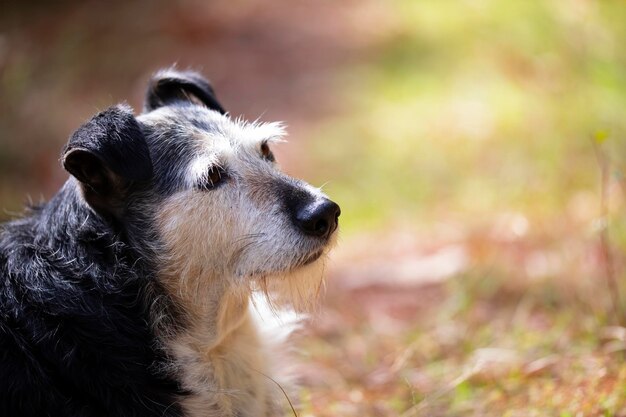 Busto retrato de perro blanco y negro mayor de tamaño mediano tumbado pacíficamente en el monte bajo el sol