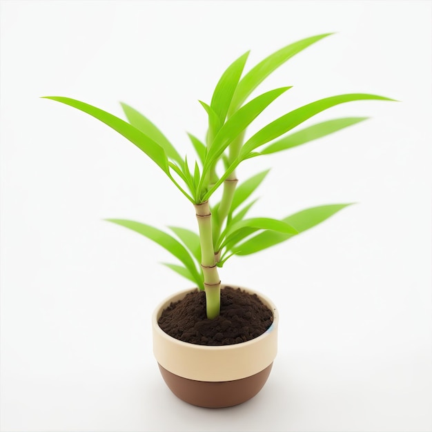 Bute mini planta de bambú en una olla