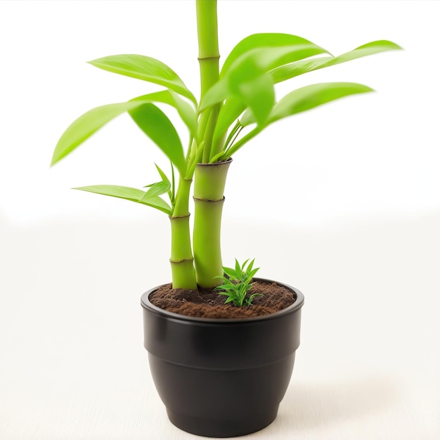 Bute mini planta de bambú en una olla