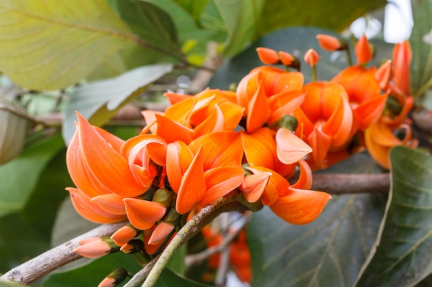 Foto butea monosperma, flor de teca bastarda, bengala kino