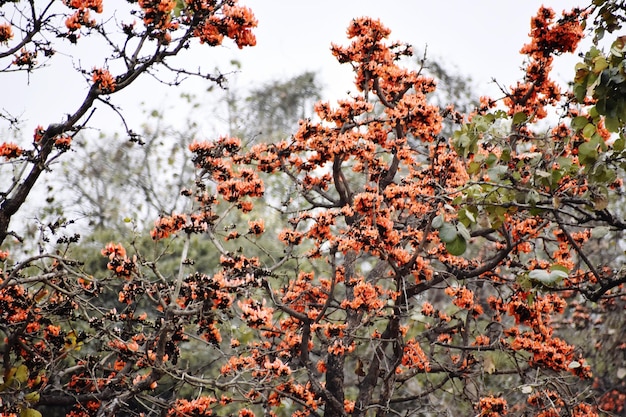 Butea monosperma Lam Taub hermosas flores de naranja en el jardín