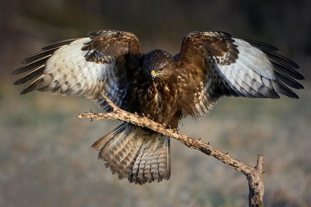 Buteo Buteo comum