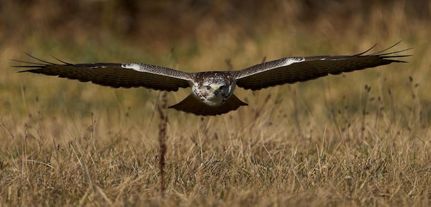 Buteo Buteo comum