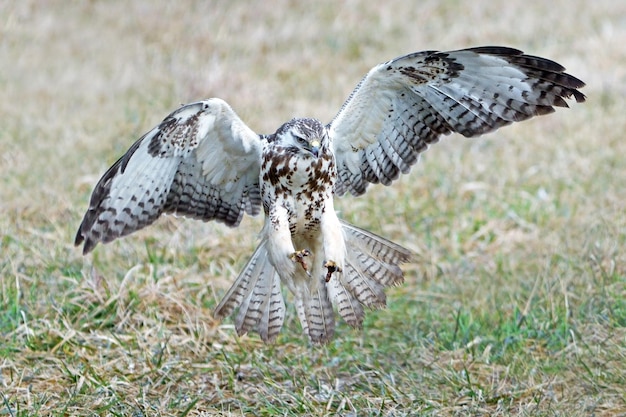 Buteo Buteo comum