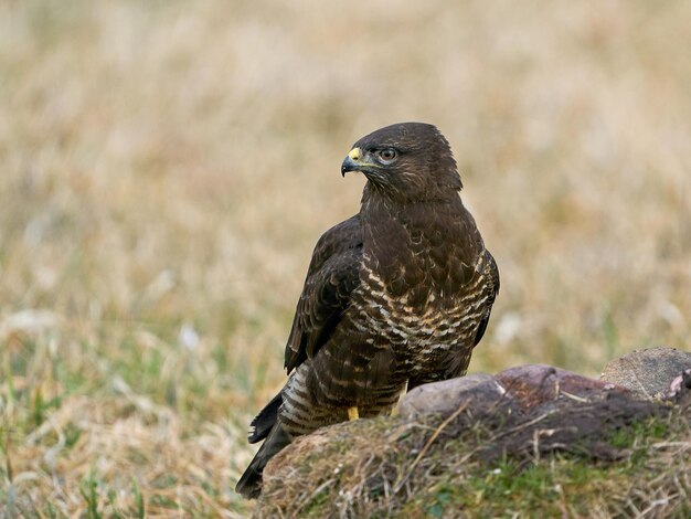 Buteo Buteo comum