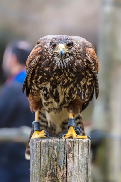 Buteo buteo retrato