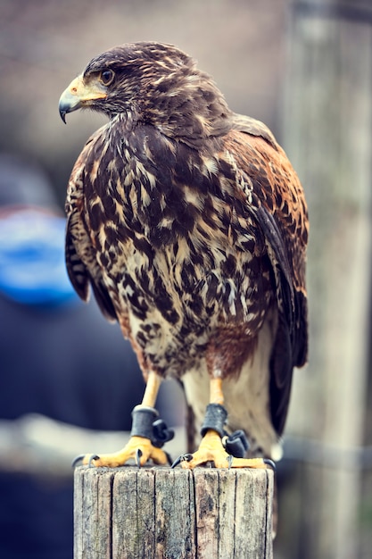 Buteo Hawk-Porträt