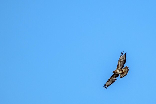 Buteo voador