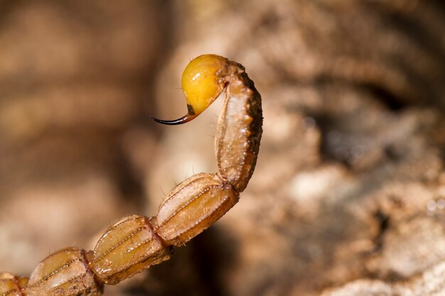 Buthus Skorpion stechen Schwanz