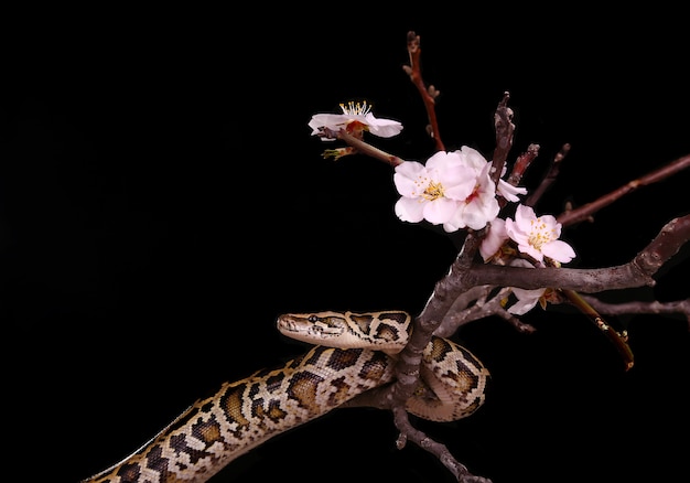 Butterball Royal Python maurische Viper Boa Schlange auf Zweig mit Blumen auf dunkel