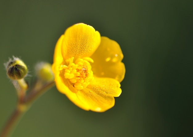 Butterblume bedeckt mit Tau