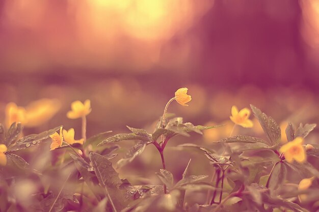 butterblumen blumen hintergrund / abstrakter hintergrund saisonal, frühling, sommer, naturblume, gelbe wildblumen