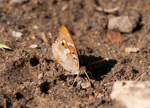 Butterfly Lesser Purple Emperor Apatura ilia sitzt an einem heißen Sommertag auf dem Sand