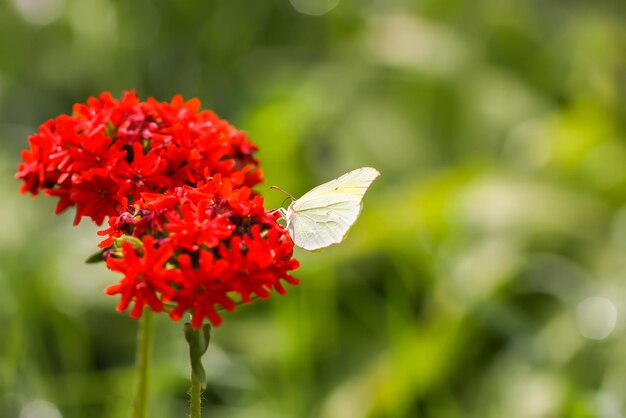 Butterfly Limonite azufre común Gonepteryx rhamni en la planta que florece Lychnis chalcedonica al aire libre en el día de verano