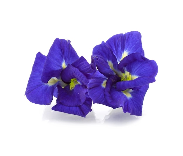 Butterfly Pea isoliert auf weißem Hintergrund