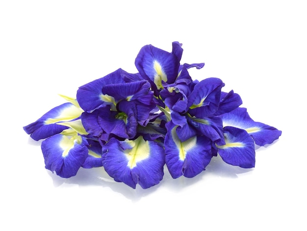 Butterfly Pea isoliert auf weißem Hintergrund