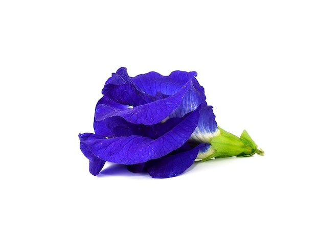 Butterfly Pea isoliert auf weißem Hintergrund