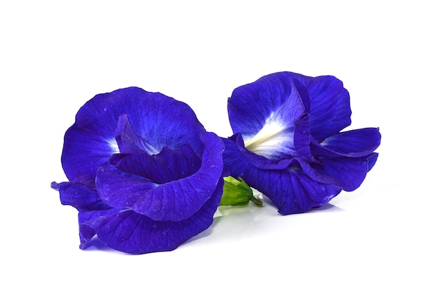 Butterfly Pea isoliert auf weißem Hintergrund