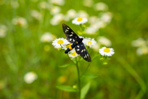Butterfly se sentó en una manzanilla para beber néctar. Las margaritas crecen