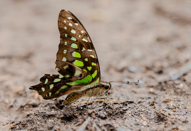 Butterfly Tailed Jay Graphium agamemnon saugt Nährstoffe aus dem Boden