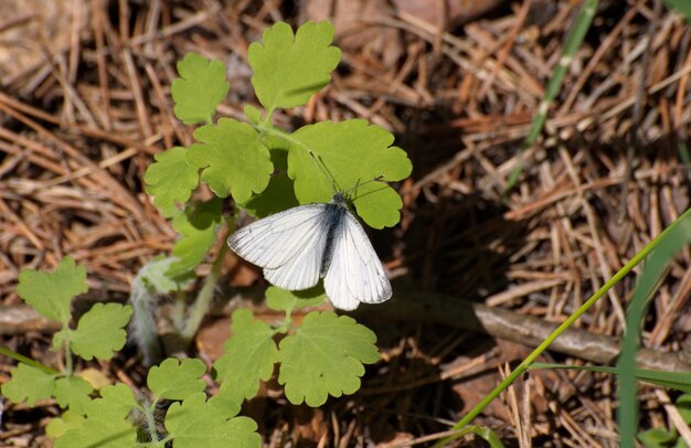 Foto butterfly wood white leptidea sinapis en una hoja de celidonia en una mañana de mayo en la región de moscú rusia