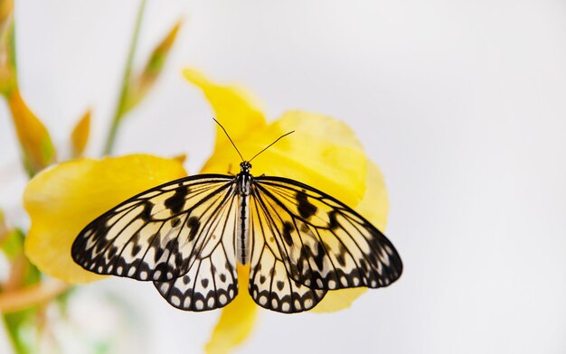 ButterflyIdea Leuconoe sobre una flor de iris amarillo sobre un fondo claro